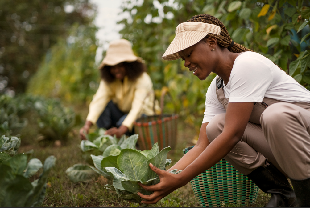 Agriculture Farm Establishment and Management