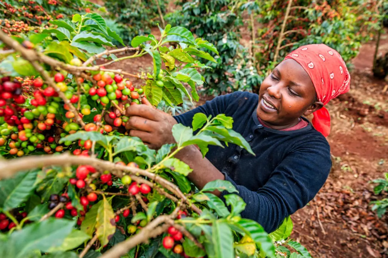 Coffee-Harvesting